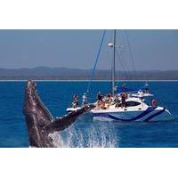 Hervey Bay Whale Watching Cruise by Catamaran