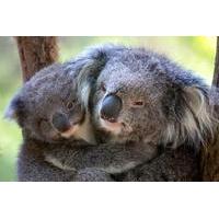 healesville sanctuary and puffing billy steam train day trip from melb ...