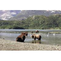 Helicopter Bear Viewing Safari to the Alaska Peninsula