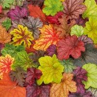 Heuchera \'Patchwork\' Mix - 10 heuchera Postiplug plants