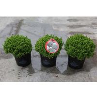 Hebe \'Emerald Green\' (Large Plant) - 2 x 10.5cm potted hebe plants