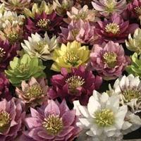 hellebore washfield doubles 10 x 7cm potted hellebore plants