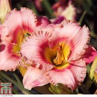 Hemerocallis \'Strawberry Candy\' - 9 hemerocallis bare root plants