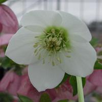 Hellebore \'Single Clear White\' (Large Plant) - 2 x 2 litre potted hellebore plants