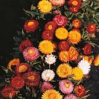 helichrysum monstrosum bright bikini mixed 1 packet 200 helichrysum se ...