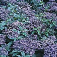 Heliotrope \'Marine\' - 1 packet (100 heliotrope seeds)