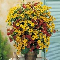 Helenium autumnale \'Sunshine Hybrids\' - 1 packet (300 helenium seeds)