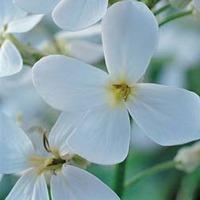 Hesperis matronalis var. albiflora - 1 packet (250 hesperis seeds)