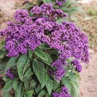 Heliotrope \'Dwarf Marine\' - 1 packet (150 heliotrope seeds)