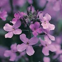 Hesperis matronalis - 1 packet (500 hesperis seeds)