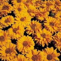 Heliopsis helianthoides var. scabra \'Golden Double Hybrids\' - 1 packet (100 heliopsis seeds)