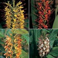 Hedychium \'Species Mixed\' - 1 packet (10 hedychium seeds)