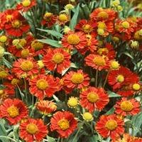Helenium \'Ruby Tuesday\' (Large Plant) - 1 x 1 litre potted helenium plant