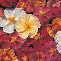 Helianthemum Collection - 1 packet (250 helianthemum seeds)