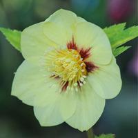 hellebore single gold red large plant 2 x 3 litre potted hellebore pla ...