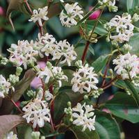 Heptacodium miconioides (Large Plant) - 1 x 10 litre potted heptacodium plant