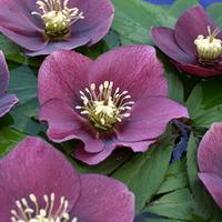 Hellebore \'Single Red\' (Large Plant) - 1 x 2 litre potted hellebore plant