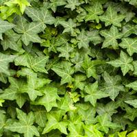 Hedera hibernica (Large Plant) - 2 x 1.5 litre potted hedera plants