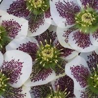 hellebore single white spotted large plant 2 x 2 litre potted hellebor ...