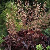 heuchera hybrida melting fire 1 packet 25 heuchera seeds