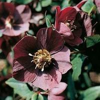 Hellebore (Purple-flowered Christmas Rose) - 1 packet (30 hellebore seeds)