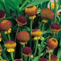 Helenium puberulum \'Autumn Lollipop\' - 1 packet (80 helenium seeds)