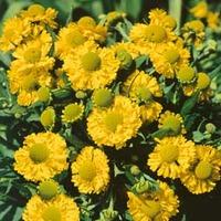 Helenium \'Double Trouble\' (Large Plant) - 2 x 3 litre potted helenium plants