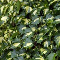 Hedera helix \'Goldheart\' (Large Plant) - 2 x 2 litre potted hedera plants