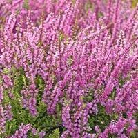 Heather x darleyensis (Large Plant) - 1 x 1 litre potted Heather plant