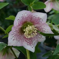 Hellebore \'Single Pink Spotted\' (Large Plant) - 1 x 2 litre potted hellebore plant