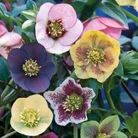 Hellebore \'Winter Flowering Hybrid Mix Improved\' - 1 packet (15 seeds)