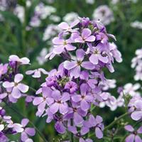 Hesperis matronalis (Large Plant) - 1 x 1 litre potted hesperis plant