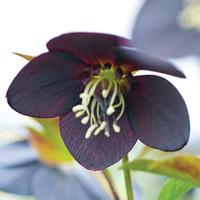 hellebore slate 1 x 7cm potted hellebore plant