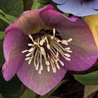 hellebore red 1 x 7cm potted hellebore plant