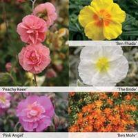 Helianthemum Collection - 5 helianthemum jumbo plug plants - 1 of each variety
