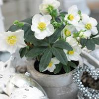 hellebore christmas carol 6 x 12cm potted hellebore plants