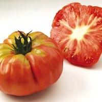 Heirloom Tomatoes Potiron Ecarlate 6 Large Plants