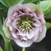 hellebore double ellen pink spotted 1 plant 9cm pot