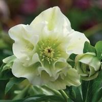 hellebore double ellen white 1 plant 9cm pot