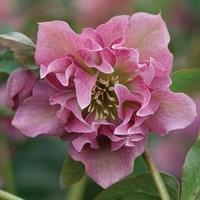 hellebore double ellen pink 1 plant 9cm pot