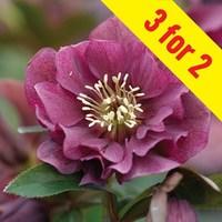 hellebore double ellen purple 3 plants 9cm pot