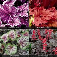 Heuchera \'Ever Colour Collection\' - 4 heuchera plug plants - 1 of each variety
