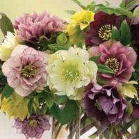 Hellebore \'Washfield Doubles\' - 3 hellebore plants in 7cm pots