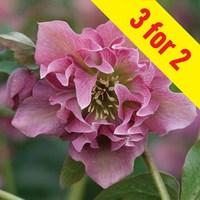 hellebore double ellen pink 3 plants 9cm pot