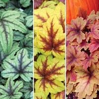 Heuchera Heavenly Collection 6 Large Plants