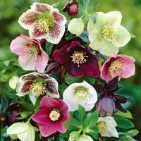 Hellebore \'Mixed\' (Lenten Rose...