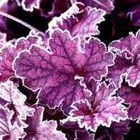 Heuchera \'Midnight Bayou\' - 1 heuchera plug plant