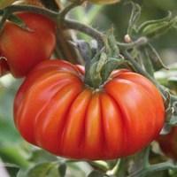 Heirloom Tomatoes Costoluto Genovese 12 Large Plants