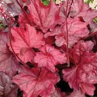 heuchera fire chief 2 pre planted containers