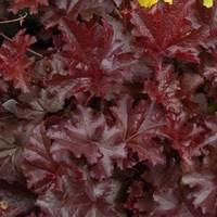 Heuchera Chocolate Ruffles 1 Pre-Planted Container